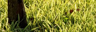 9 couvre-sols durables et résistants pour remplacer votre pelouse