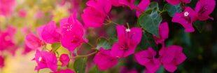 Le bougainvillier : cultiver et multiplier cet arbuste coloré dans votre jardin