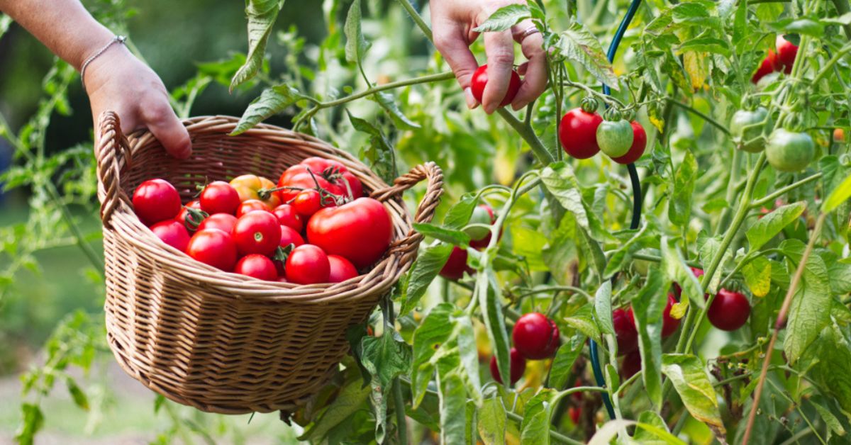 Cultiver des tomates : 7 erreurs courantes qui nuisent aux récoltes