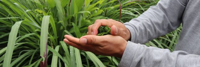 Gardez les moustiques à distance en cultivant un jardin répulsif