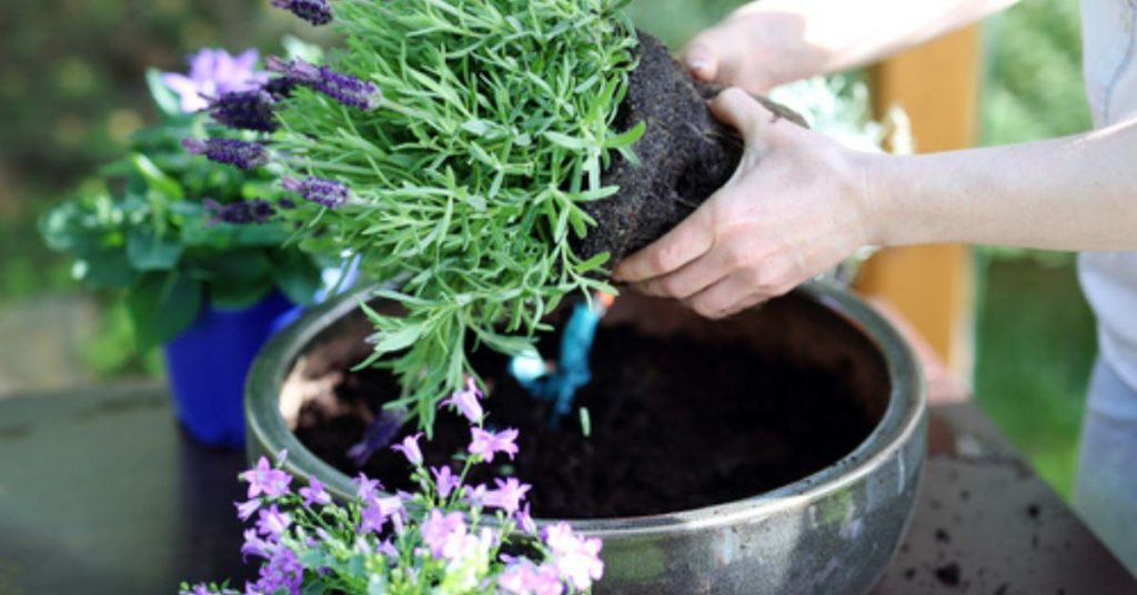 Comment bien choisir son pot de jardin ? Nos conseils pratiques
