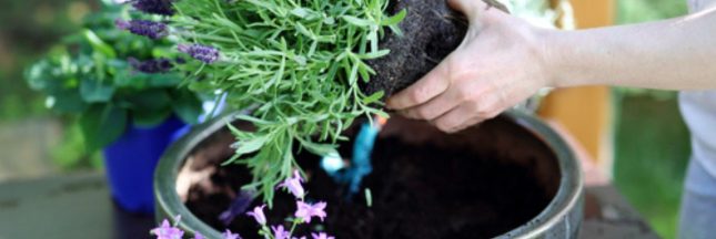 Créer un magnifique jardin d'été en pot, idéal pour les petits espaces