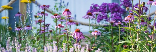 Préparer son jardin pour l'été : le rendre résistant à la sécheresse