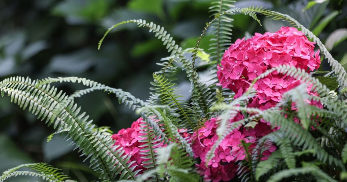 Quelles Plantes Associer Avec Un Hortensia Pour Favoriser Sa Floraison