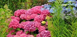 Quelles Plantes Associer Avec Un Hortensia Pour Favoriser Sa Floraison