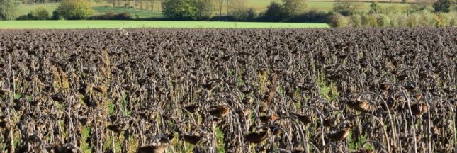 Vers un climat méditerranéen dans toute la France : les prévisions alarmantes d'un chercheur du GIEC