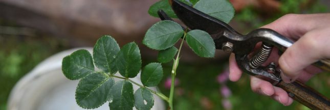 En été, multipliez vos plantes préférées grâce au bouturage et ses secrets