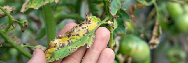 Potager et verger en été : prévenir et traiter les 5 maladies les plus courantes