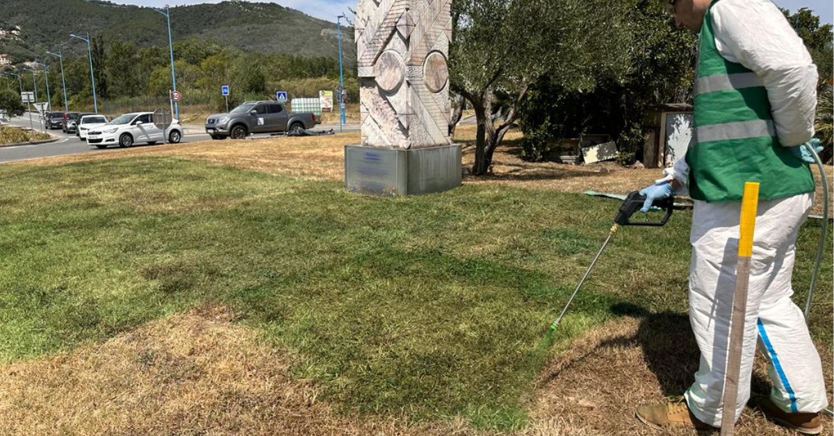 Sécheresse : quand l'herbe redevient verte... sans eau à Mandelieu-la-Napoule !