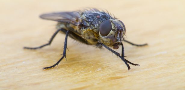Comment se débarrasser des mouches de terre ? – La Belle Bouse