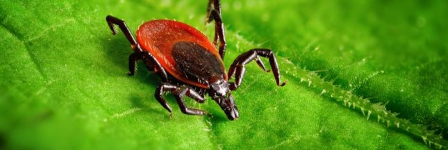 Comment se protéger des tiques au jardin ?