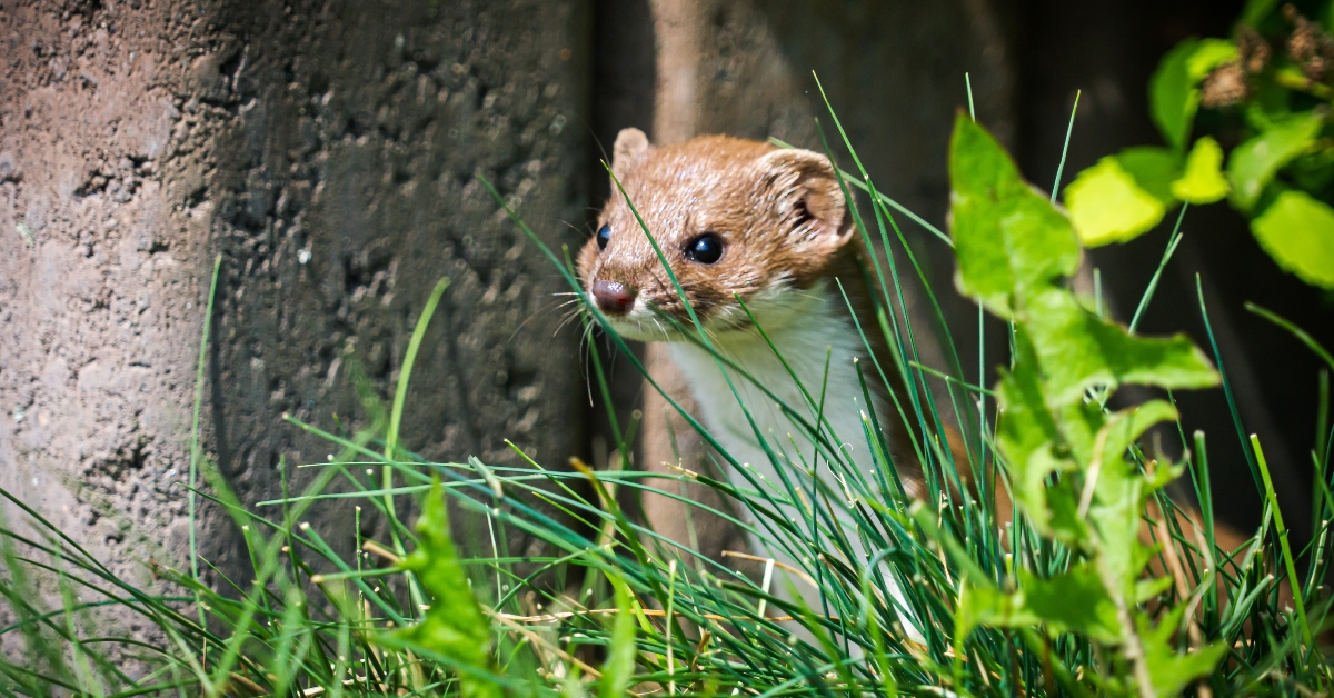 La nouvelle liste controversée des animaux nuisibles fait polémique