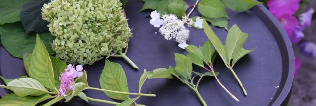 En août, c'est le moment de bouturer les hortensias : le guide complet