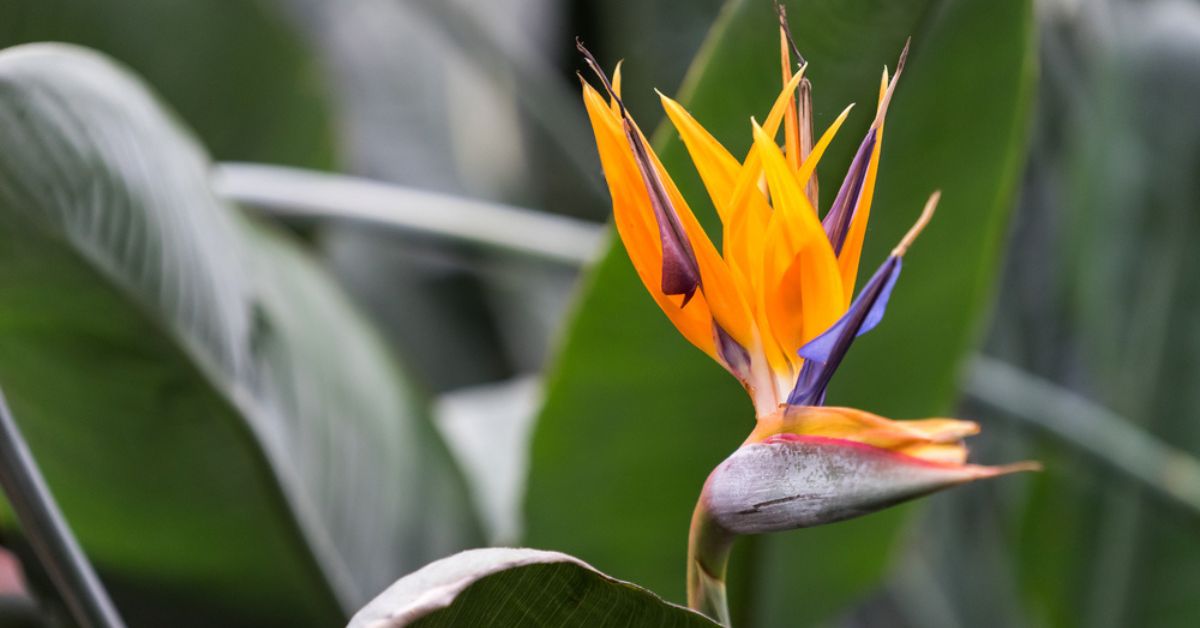 10 plantes exotiques à installer dans son jardin - Le Parisien