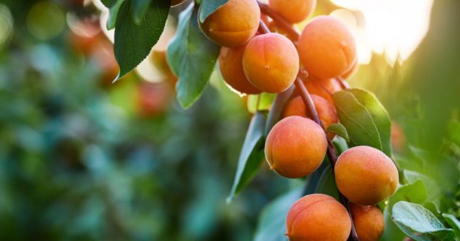 Quel est le meilleur moment pour tailler les arbres fruitiers?