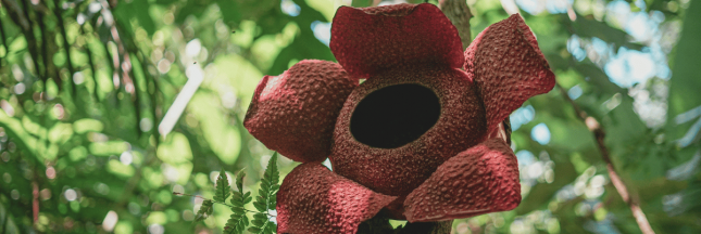Rafflesia en voie d'extinction