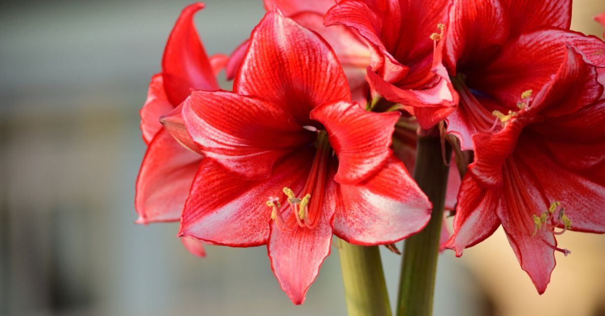 Plantes toxiques : attention aux dangers méconnus de ces plantes d'intérieur populaires