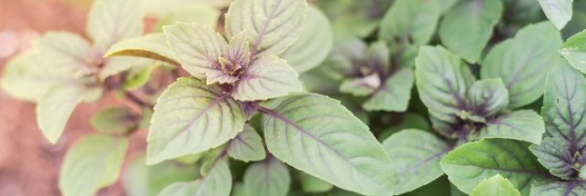 Jardin durable : le basilic perpétuel, ou comment avoir du basilic toute l'année !