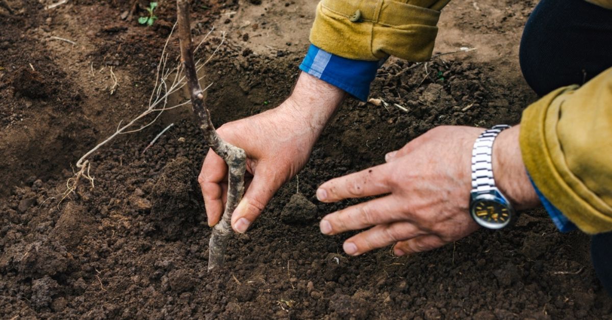 Jardinage d'automne : 12 fruitiers à planter dès septembre pour des récoltes abondantes