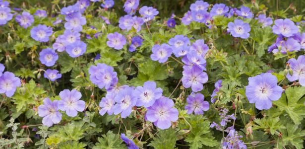 Le géranium rozanne, la plante du siècle ultra-résistante : quand et ...