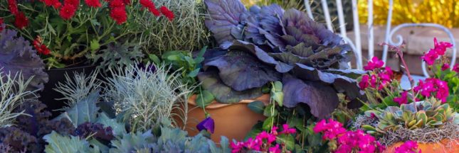 Le bonheur en pots : créer un jardin d'automne pour espace réduit