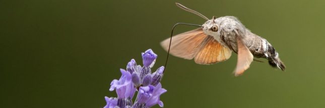 Ce papillon qui ressemble à un colibri est réellement hors du commun