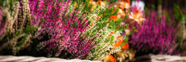 Top 10 des superbes fleurs et arbustes à planter en automne : beauté et facilité d'entretien !