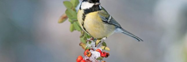 Quels arbustes et haies planter en automne pour protéger les oiseaux en hiver ?