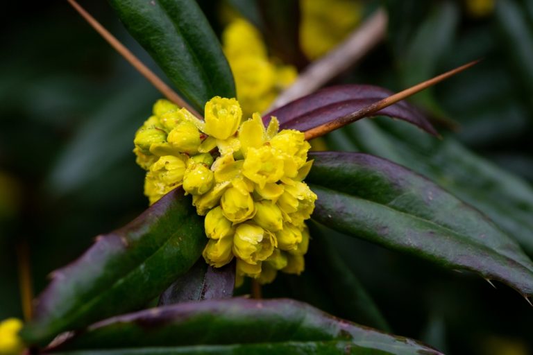 Le Berberis Sublime Arbuste Aux Savoureuses Baies Facile Cultiver