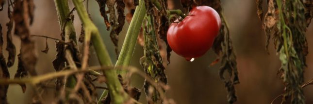 Que faire avec les plants de tomates en fin de saison : engrais vert, paillis...