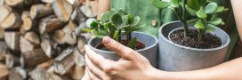 Quand rentrer les plantes grasses à l'intérieur et lesquelles ?