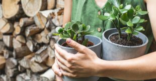 Quand rentrer les plantes grasses à l'intérieur et lesquelles ?