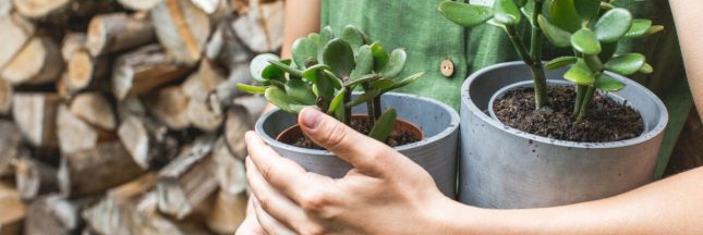 Quand rentrer les plantes grasses à l'intérieur et lesquelles ?