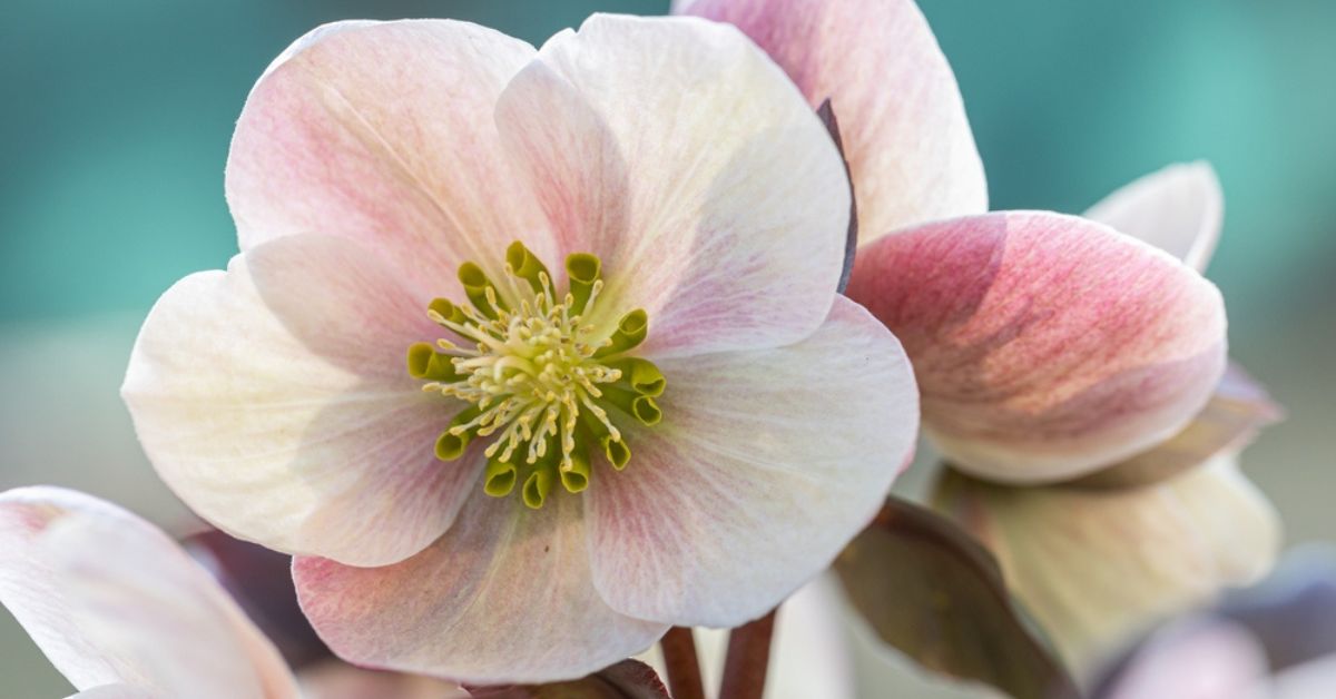 Des couleurs du printemps à l'automne grâce à la floraison durable