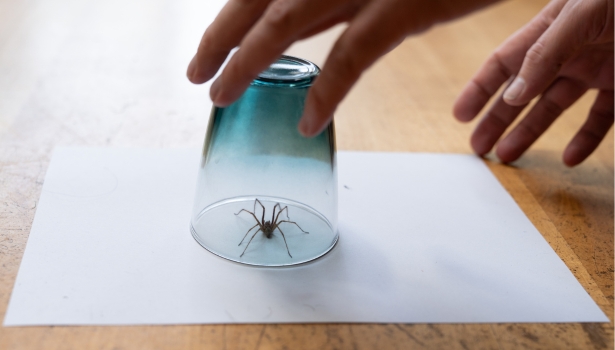 Anti araignée : produits pour s'en débarrasser en 2024