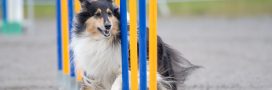 Quelles sont les 5 races de chiens idéales pour débuter le sport canin ?