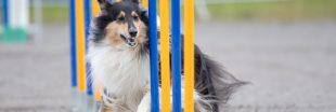 Quelles sont les 5 races de chiens idéales pour débuter le sport canin ?