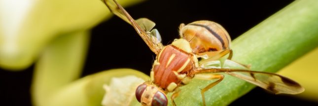 mouche orientale