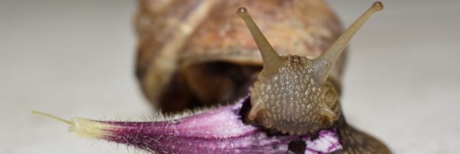 Les escargots ont-ils des dents ?