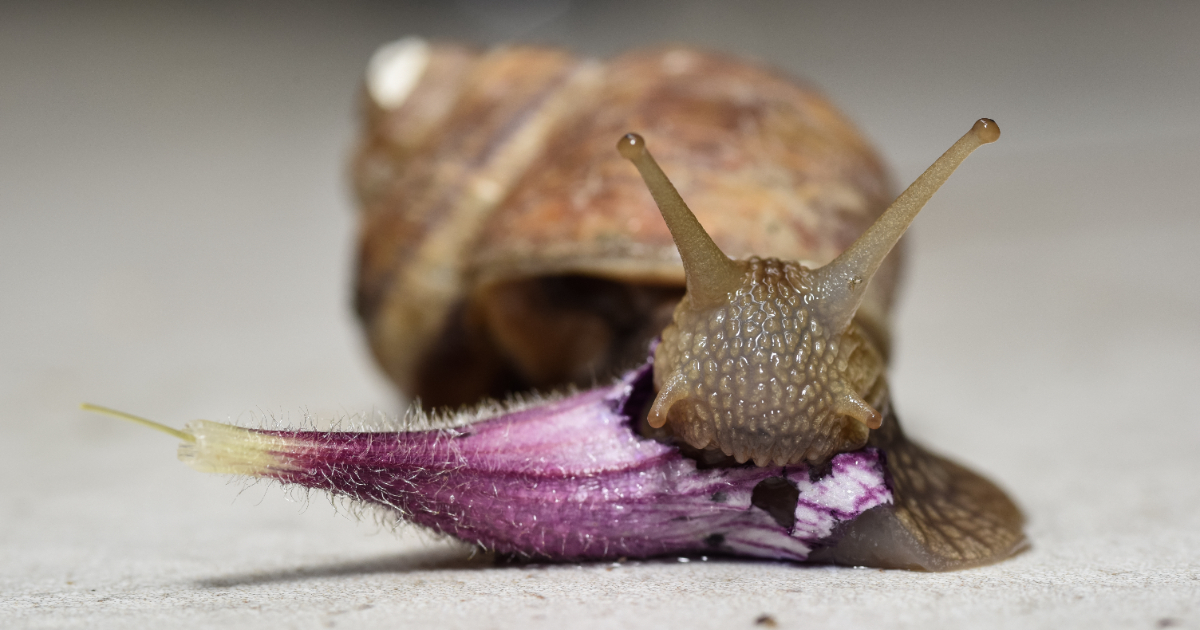 Les escargots ont-ils des dents ?