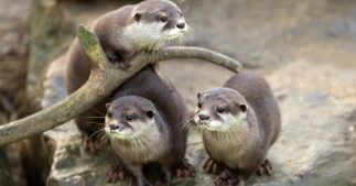 Dans la famille biodiversité ordinaire, protégeons la loutre