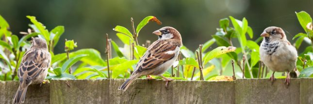 Quelles astuces pour inviter les oiseaux dans son jardin ?