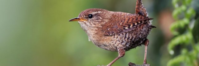 comptage des oiseaux