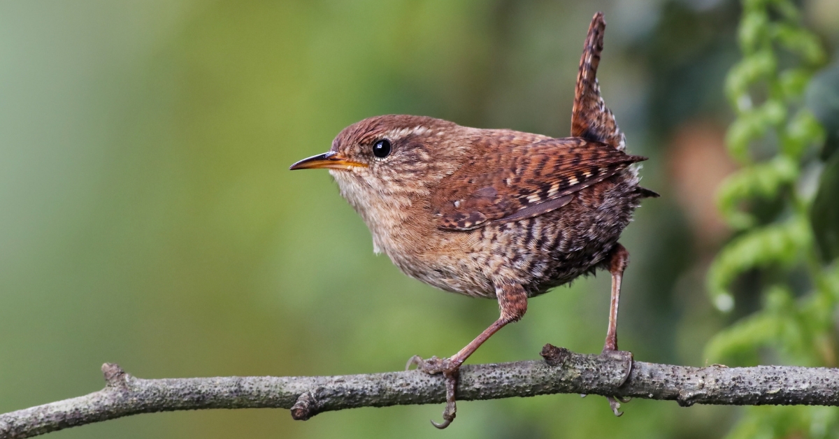 Oiseaux des jardins : l'opération nationale de comptage est de retour ce week-end