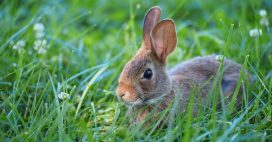 Poser un lapin : savez-vous d’où vient cette expression ?