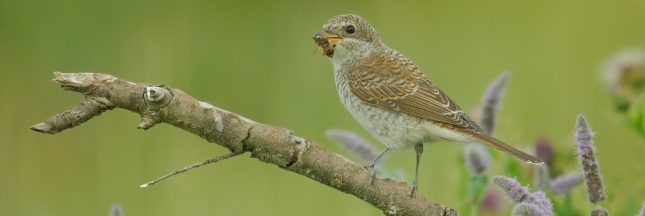 biodiversité europe