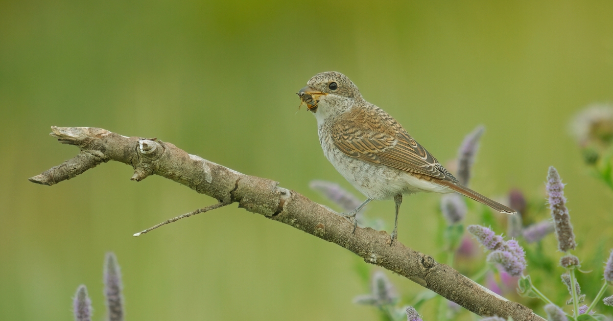 L'Europe se dote d'une loi inédite pour restaurer la biodiversité