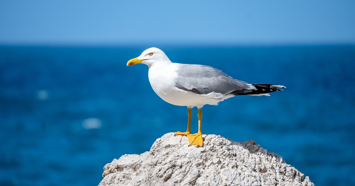 Quelles différences entre une mouette et un goéland ?