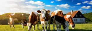 La taxe sur les rots du bétail ne verra pas le jour en Nouvelle-Zélande