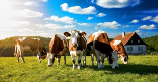 La taxe sur les rots du bétail ne verra pas le jour en Nouvelle-Zélande